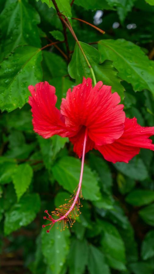 Nary Garden Ξενοδοχείο Kampot Εξωτερικό φωτογραφία